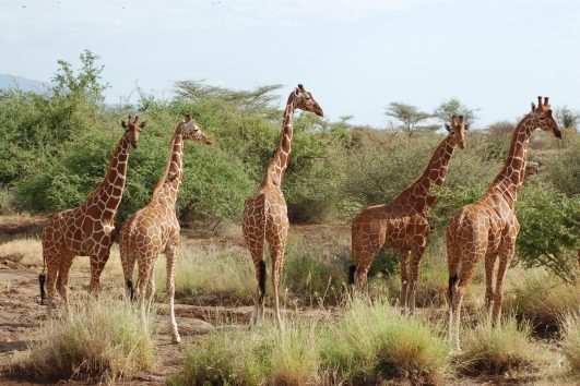 Samburu