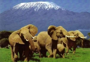Amboseli national park