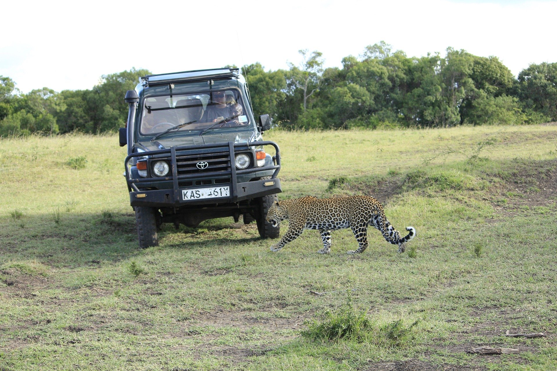 Leopard in front of safari vehicle