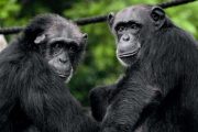 chimpanzee ol pejeta