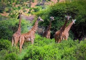 10 days bush and beach safari - Train safari - Kichaka Tours and Travel