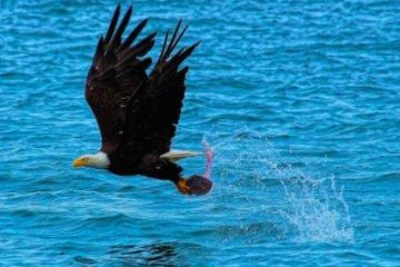 Fish Eagle