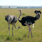 Male and female ostrich
