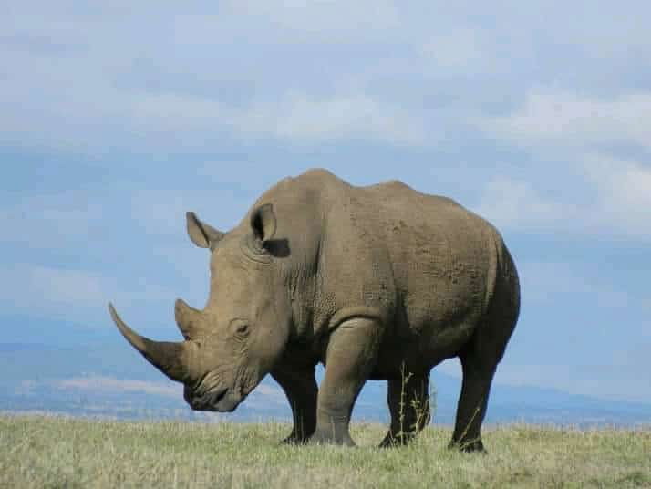 The differences between white and Black rhinos - Kichaka Tours and Travel