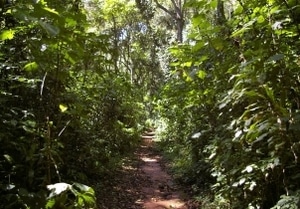 Kakamega forest