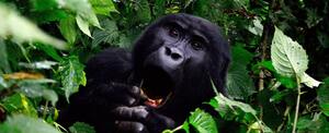 Gorilla in Bwindi impenetrable forest