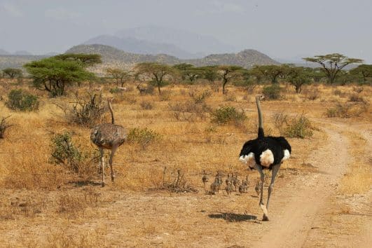 A group of ostriches,